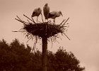 P1000384   ooievaars in segoia