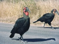 za17 birds in Krugerpark