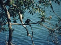 za21 kingfisher in Krugerpark