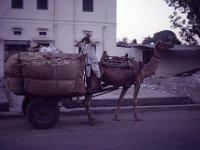 India 1987 camel, Jaipur