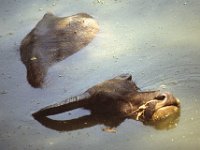 China 1988 near Yangshuo