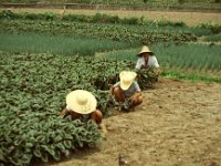 China 1988 Lau Fau Shan?, New Territories