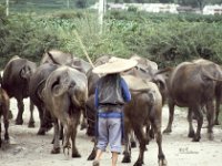 China 1988 farmer near Dali
