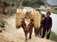 China 1988 Juzhaigao, NP