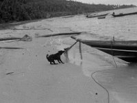 FBLMALEISIE01 streetdogs on the beach