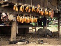Thailand Pigs in front of a stilt house with corn
