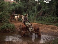 Thailand traditional transport of bamboo