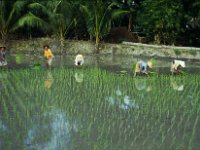 Indonesie 1990 farmers planting rice