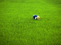 China 1988  ricefield