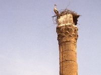 Turkije 1989  ooievaar op tempel van Jupiter, Silifke