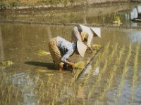 Indonesia 1990  planting rice