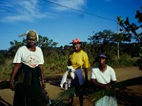 Zuid-Afrika 1995  Harvesting in Natal. Women with sickle on the head.