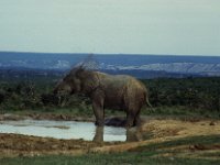 Zuid-Afrika 1995  Addo elephant park