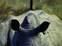 Zuid-Afrika 1995  angry rhino, Zimbabwe