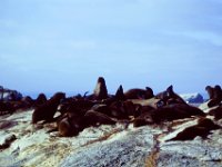 South-Africa 1995  Seal Island
