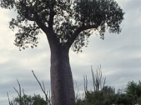 Madagaskar 1997  baobab tree, Tolear