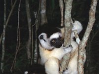 Madagaskar 1997  lemurs, Kaleta reserve