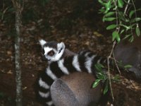 Madagaskar 1997  lemurs, Kaleta reserve