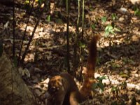 Central America 1998  ? in Tikal