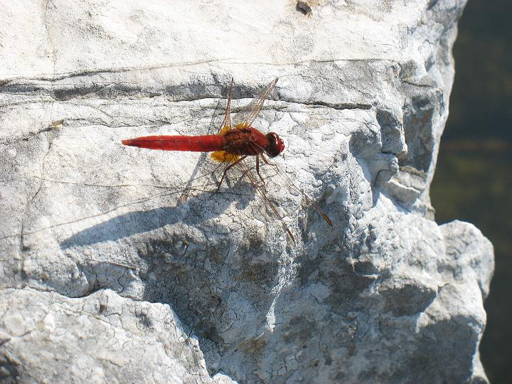 amg_2225.jpg - deze libelle liep over de ruines van Butrint