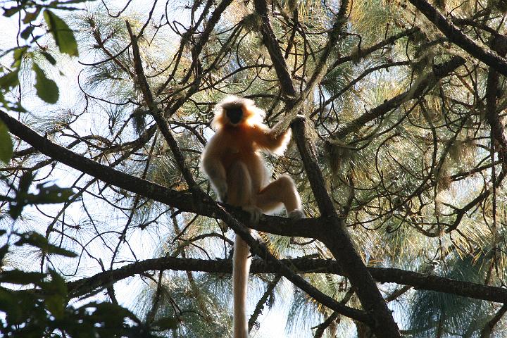 20081113-473bhutan.jpg - gouden langur