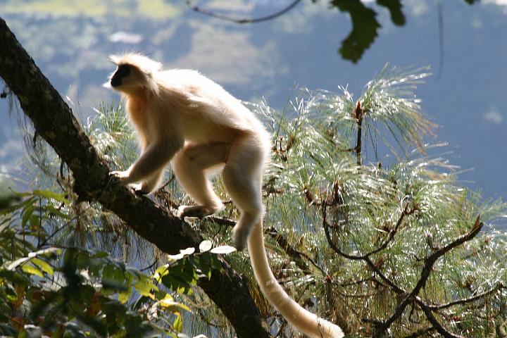 20081113-484bhutan.jpg - gouden langur