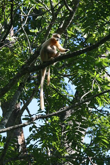 20081113-542bhutan.jpg - gouden langur