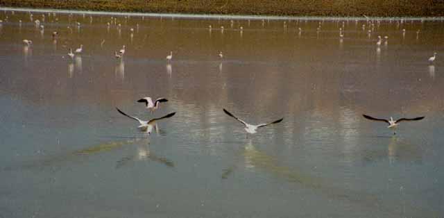 1205.jpg - flamingoes