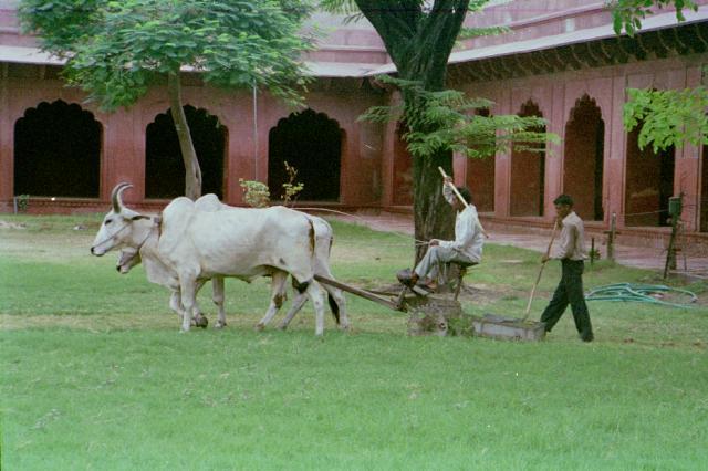 3520.jpg - India, New Delhi
Indian grass mowingmachine 
