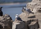 zeekoetjong wordt maaltijd