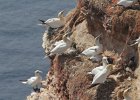 Helgoland2012