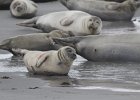 IMG 2898  zeehonden op Dune