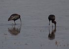 FBL13404 : zwarte ibis
