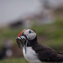 Farnes