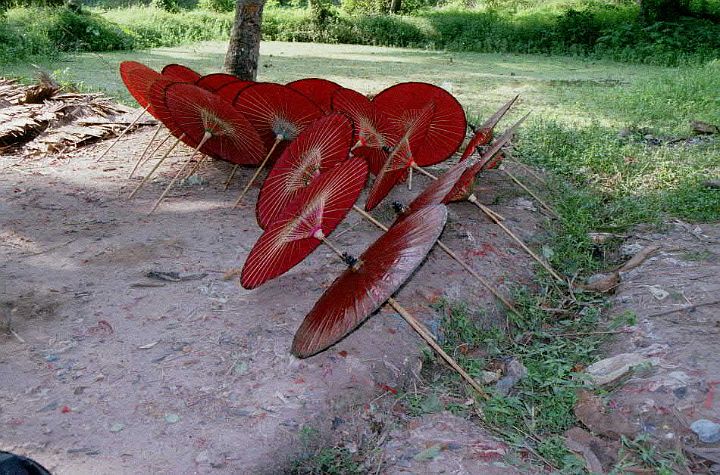 my911.jpg - PatheinParasols drying in the sun.