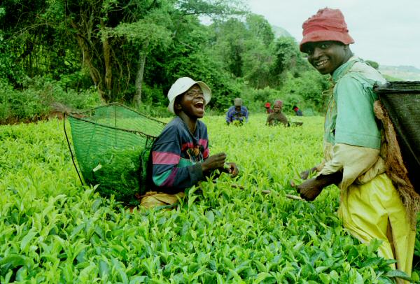 tea pickers