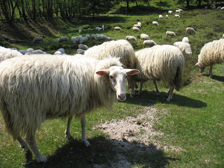 0418.jpg - Velp, Veluwe