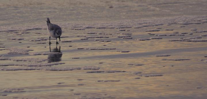 0504c.jpg - strand bij Castricum, steltloper