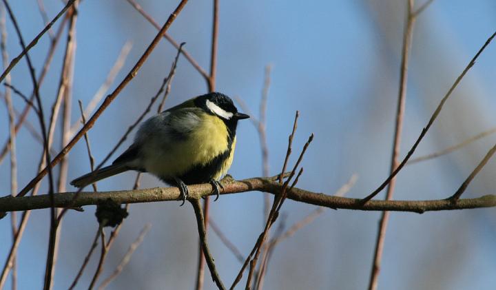 1266.jpg - koolmees, Oostvaardersplassen