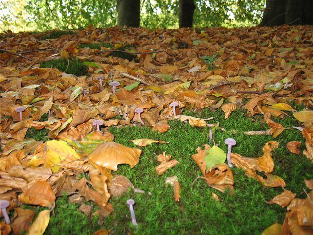 1481.JPG - Hilversum, herfst