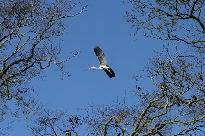 IMG_0944.JPG - reigers in Monnickendam