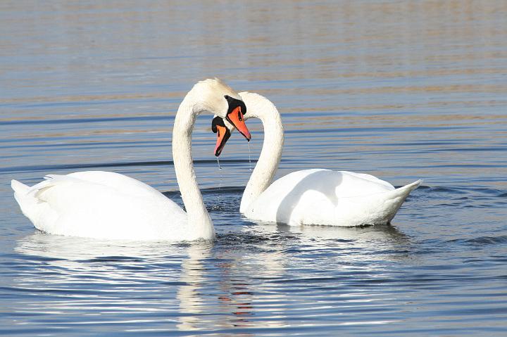 IMG_1136.JPG - zwanen, Oostvaardersplassen