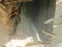 Harder en Gevlekte Amerikaanse rivierkreeft - spinycheek crayfish