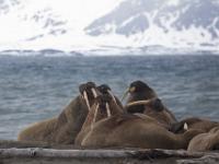walrussen, Svalbard - Prins Karls Forland
