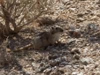 Mongolian gerbil, Ak-Tau mountains