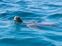 Soepschildpad, Snorkel with turtles, SÃo Vicente