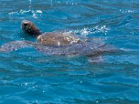 Snorkel with turtles, SÃo Vicente