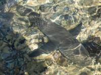 Shark Bay, Sal