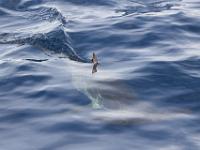hamerhaai, boattour, Fogo