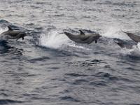 Slanke Dolfijn, boattour, Fogo